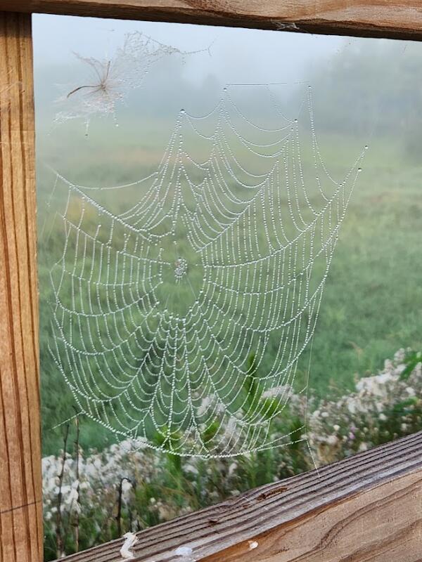 Spider Web on the Interurban Trail in Watertown Wi