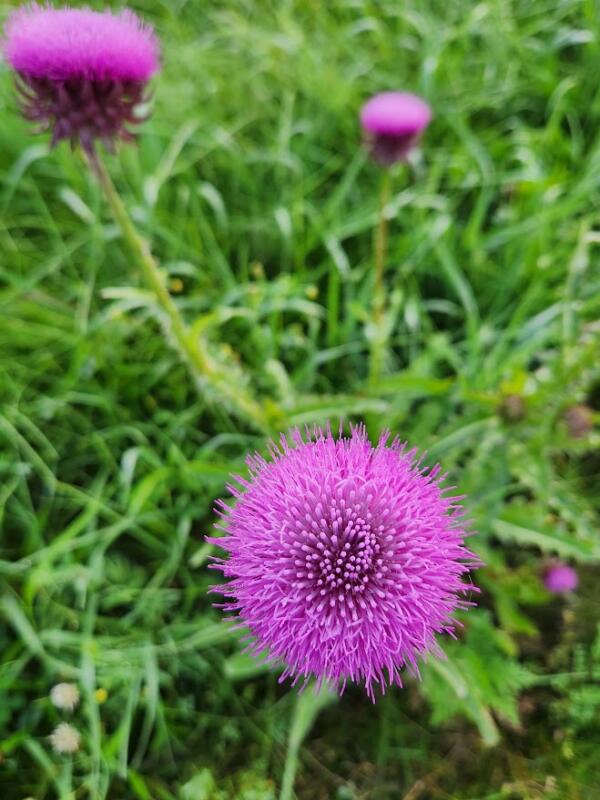 Purple thistle close up