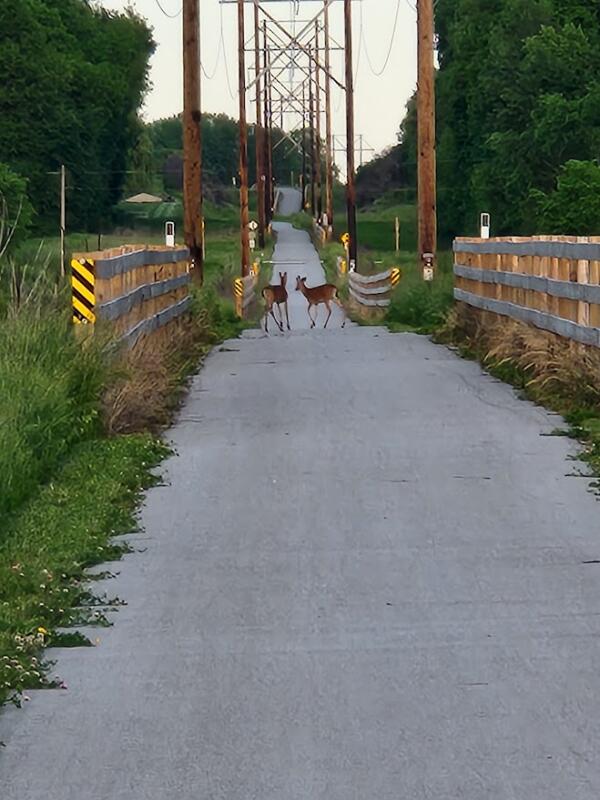 Two Deer on the interurban Trail in Watertown wi
