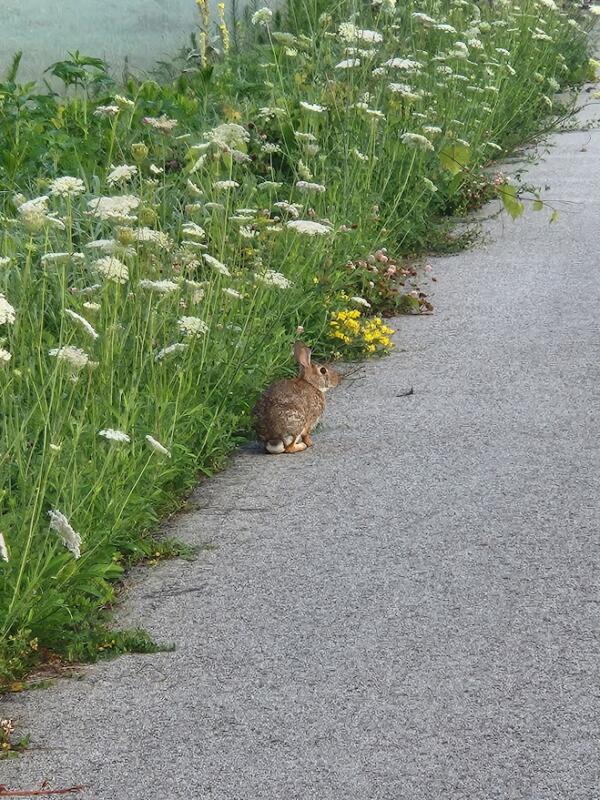 Bunny on the interurban Trail in Watertown Wi
