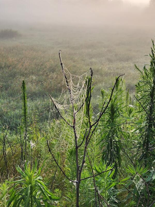 Spider web full of morning dew on the Interurban Trail in Watertown Wi