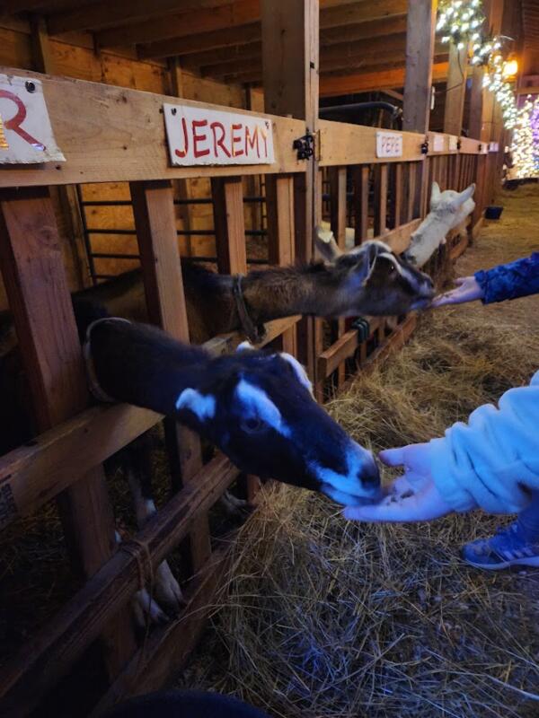 Goats at Glacier Rock Farms