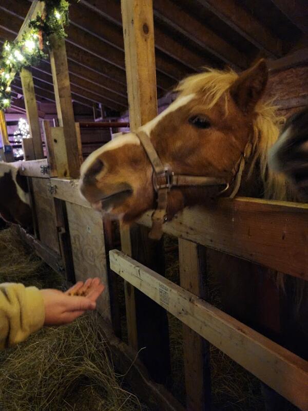 Pony at Glacier Rock Farms