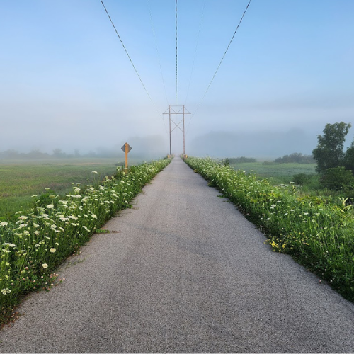 Paved Trail with daisies blooming along the trail.